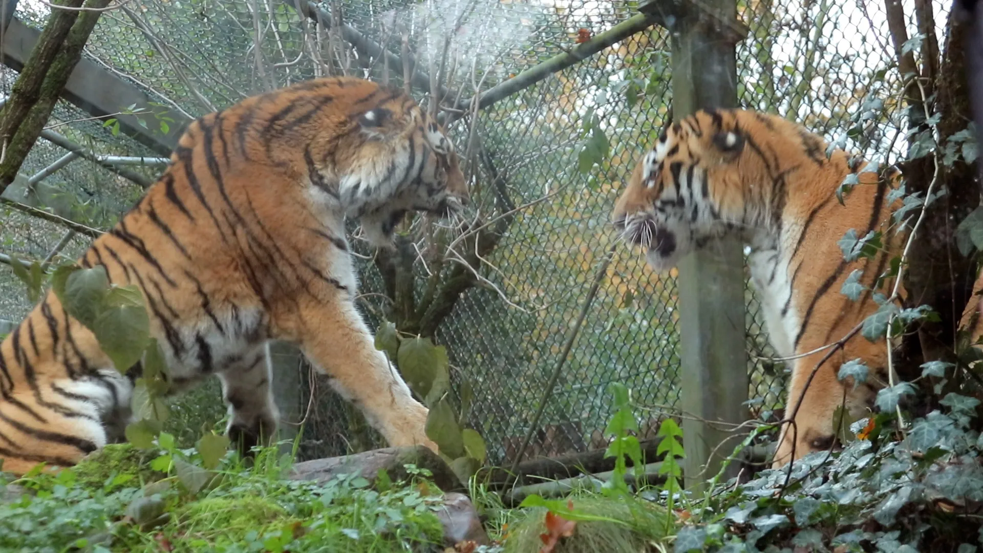 angara en krai bewaken hun territorium en laten elkaar daarom hun krachten zien door bijvoorbeeld met hun poten te slaan