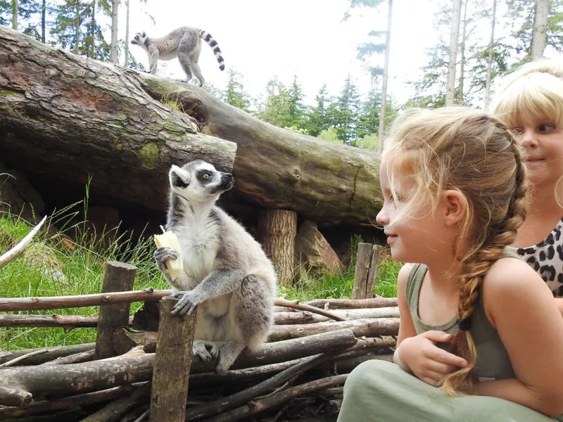 apeneiland dierenpark amersfoort e1554469696598