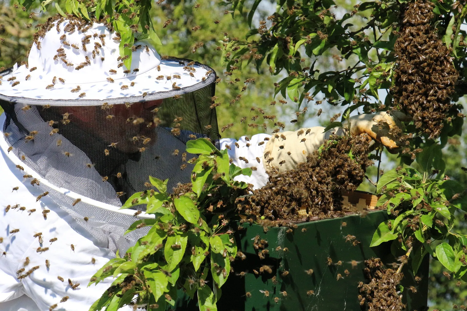beekeeper 6280118 1920
