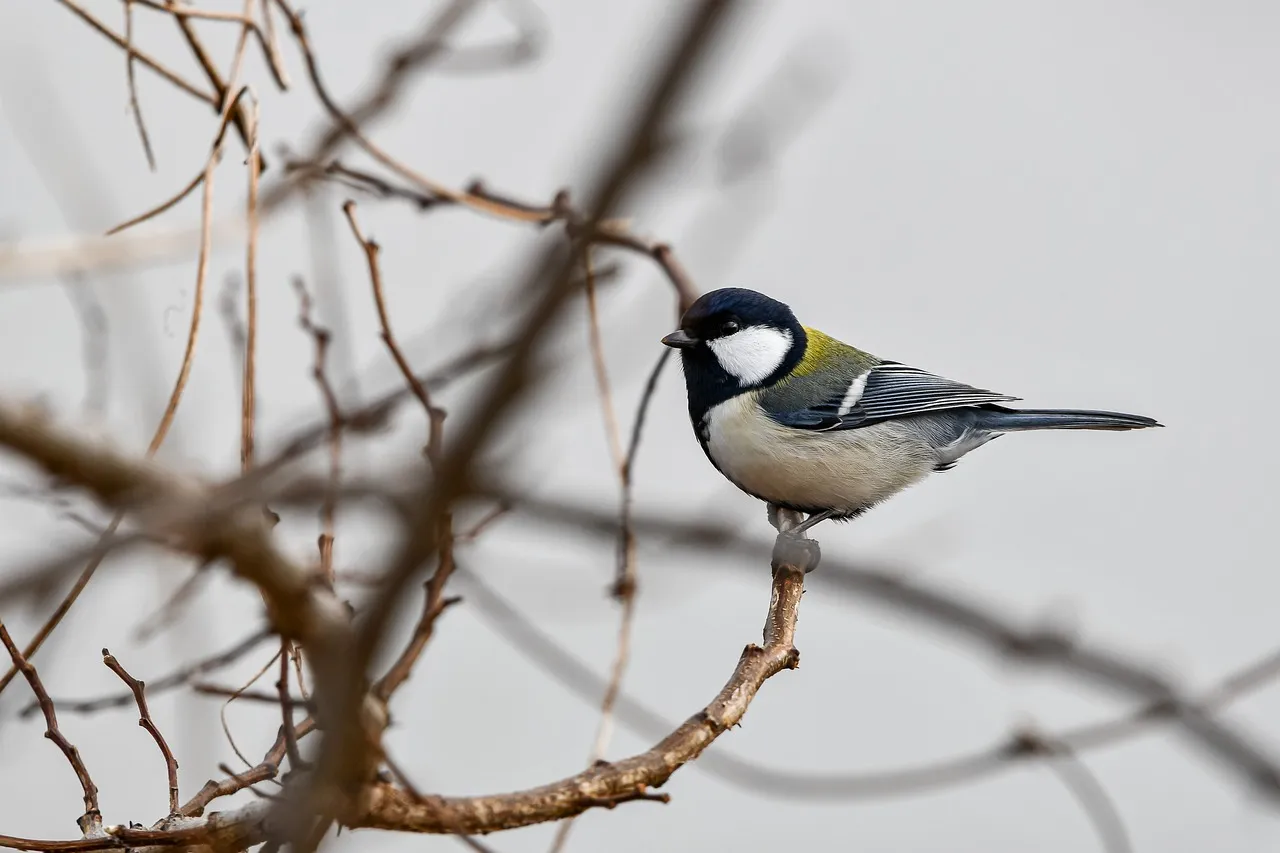 bird 6890550 1280