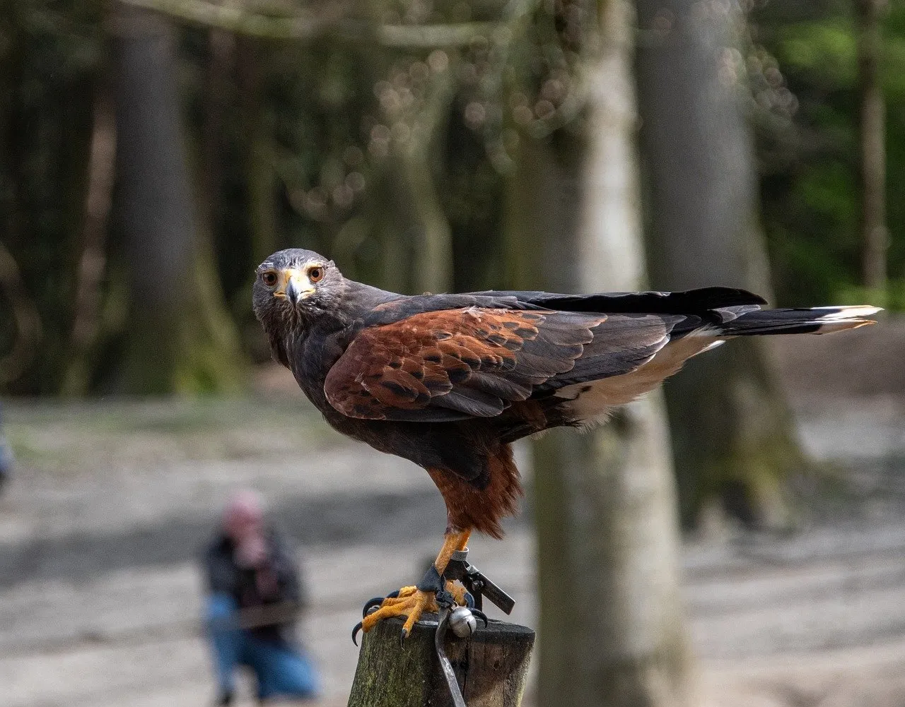bird 8708562 1280
