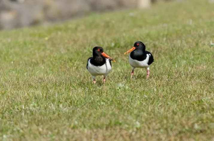 birds 1566777 1280 e1490038358386