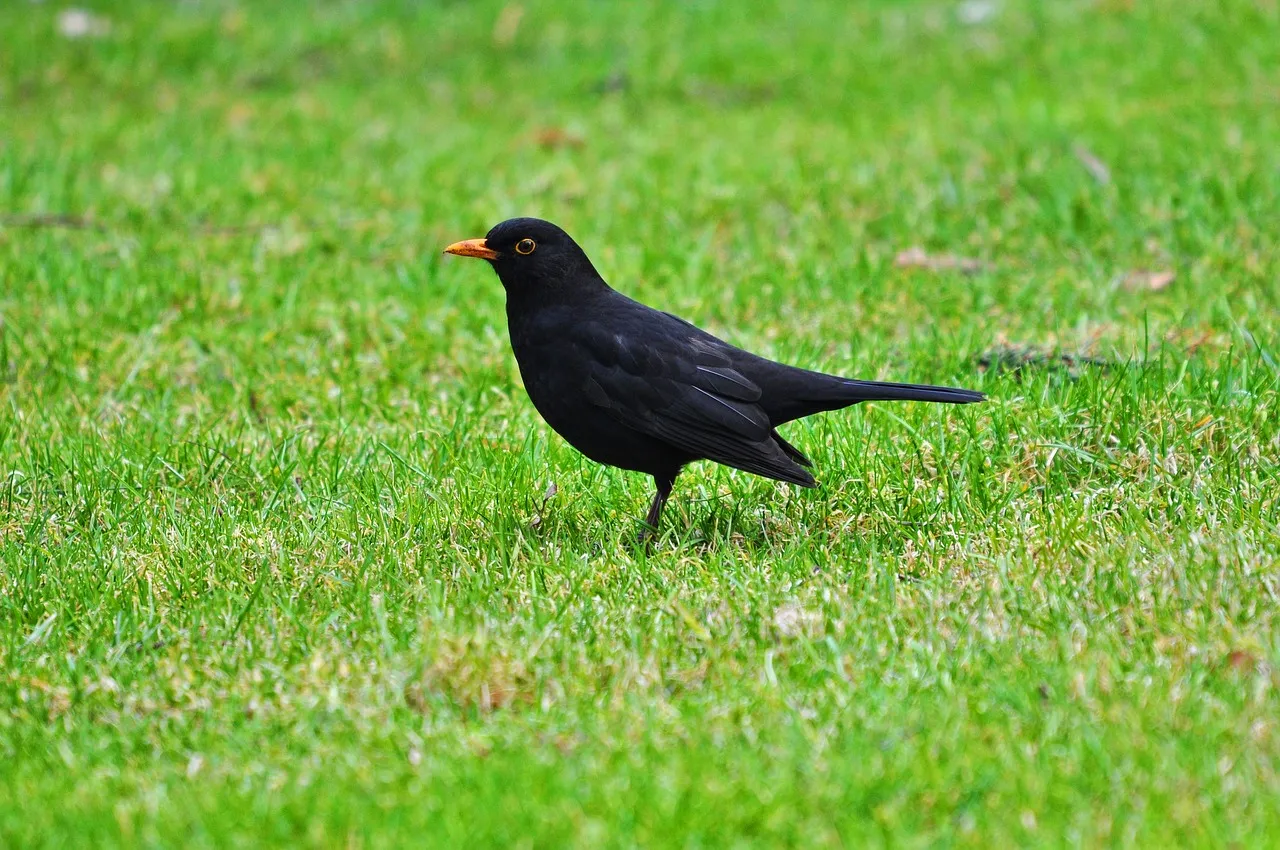 blackbird 3249123 1280