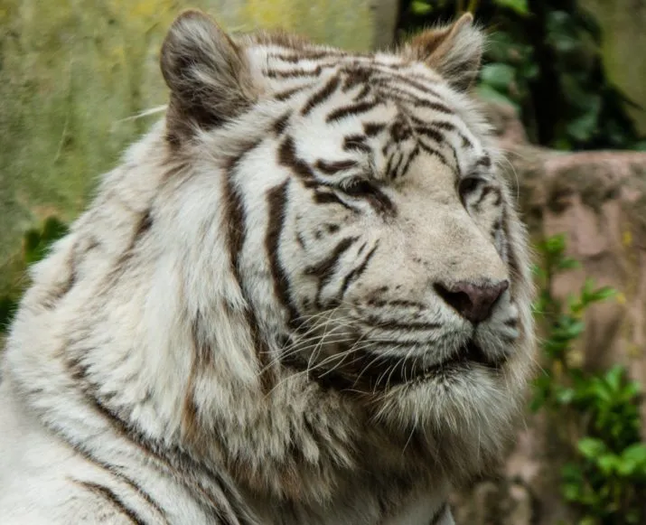 brooklyn e1487691071570