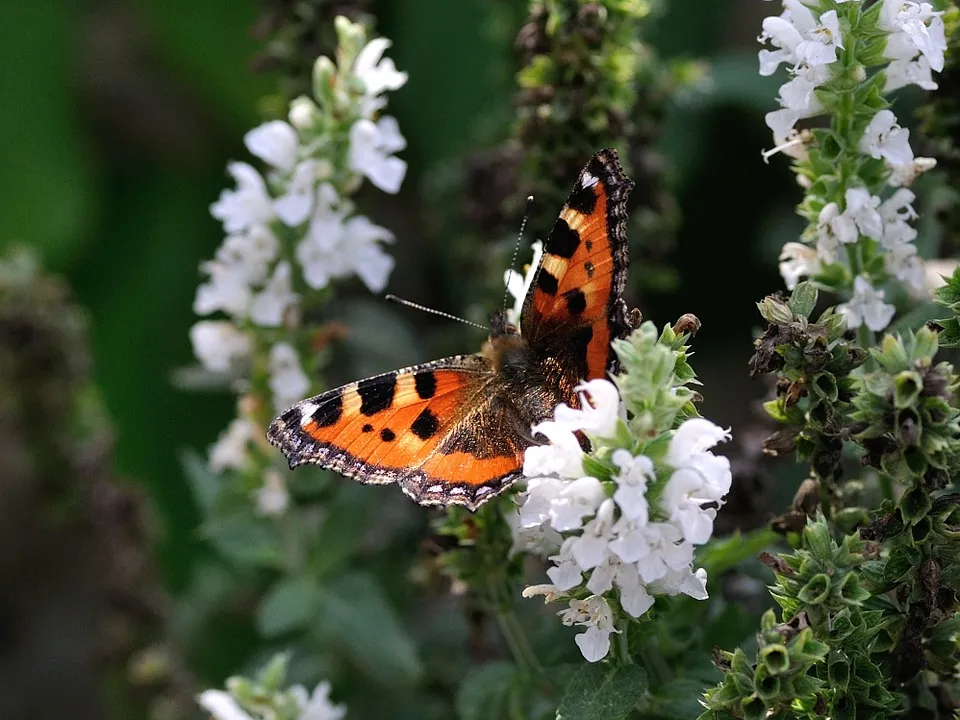 butterfly 199115 960 720
