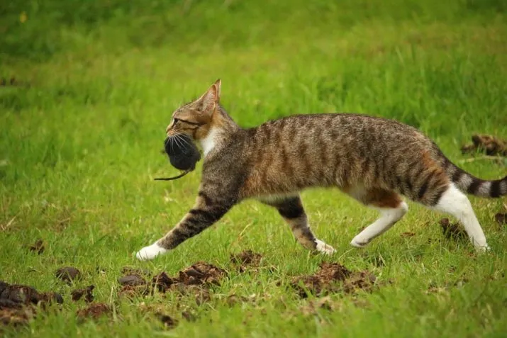 cat 1401475 960 720 e1493109756680