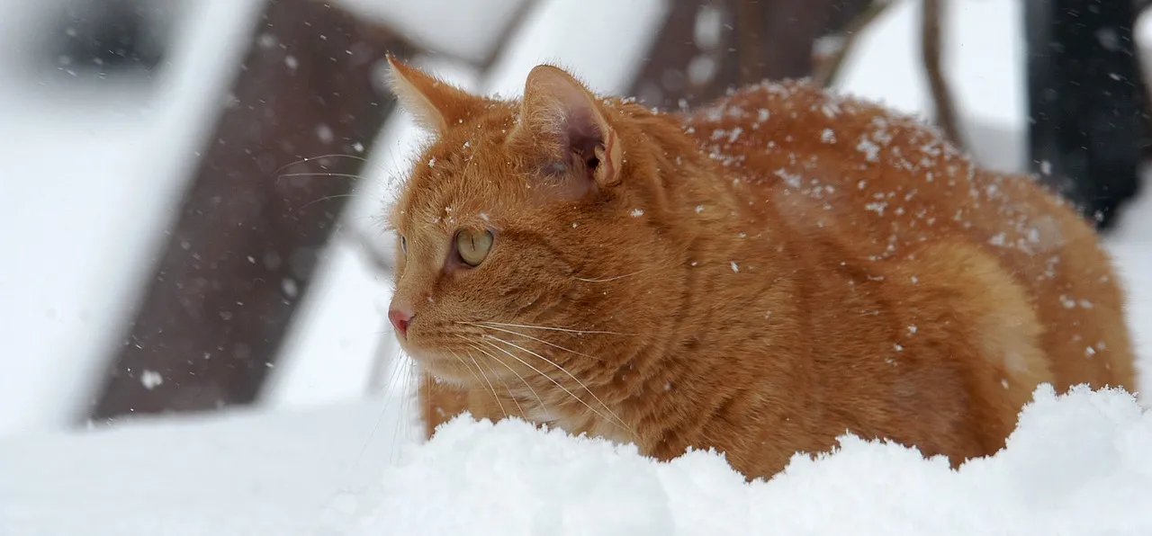 cat 1977415 1280