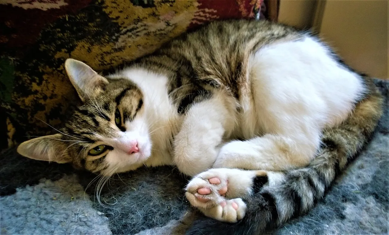 cat 2940137 1280