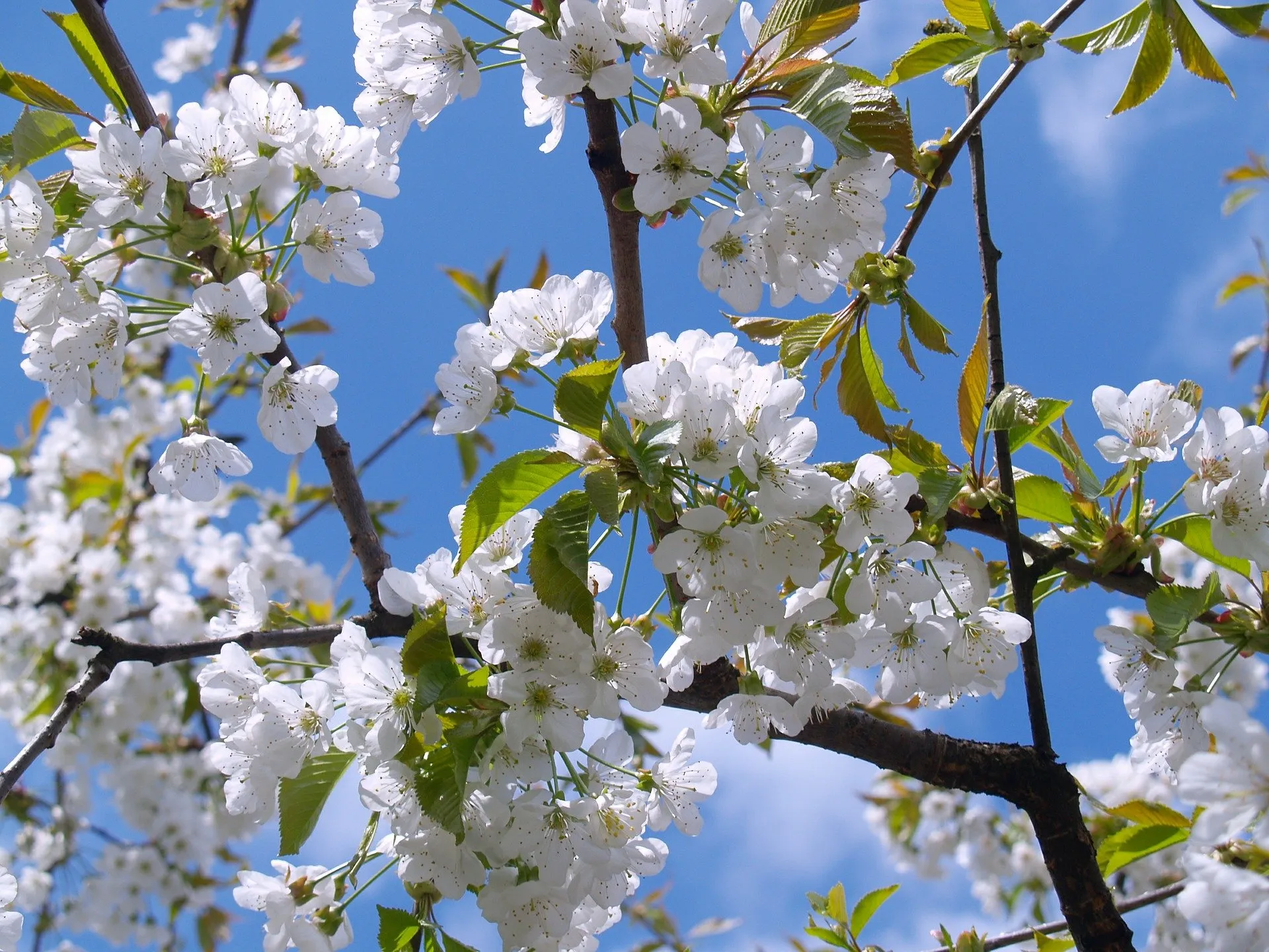 cherry blossom 476583 1920