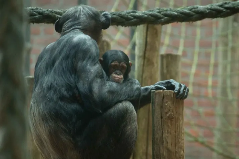 chimpanseejong malaika e1565362474449