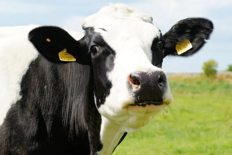 cow 394148 1920 e1592906375794