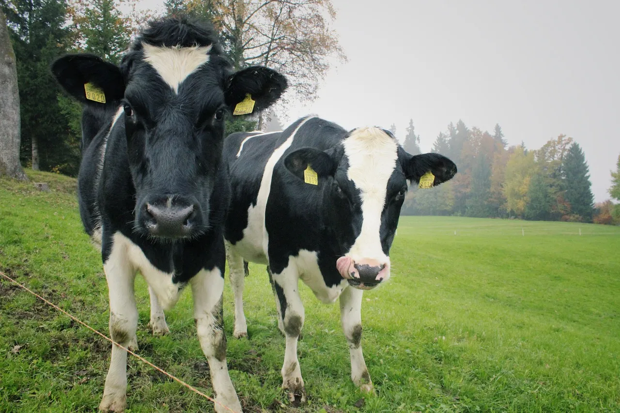 cows 1264547 1280