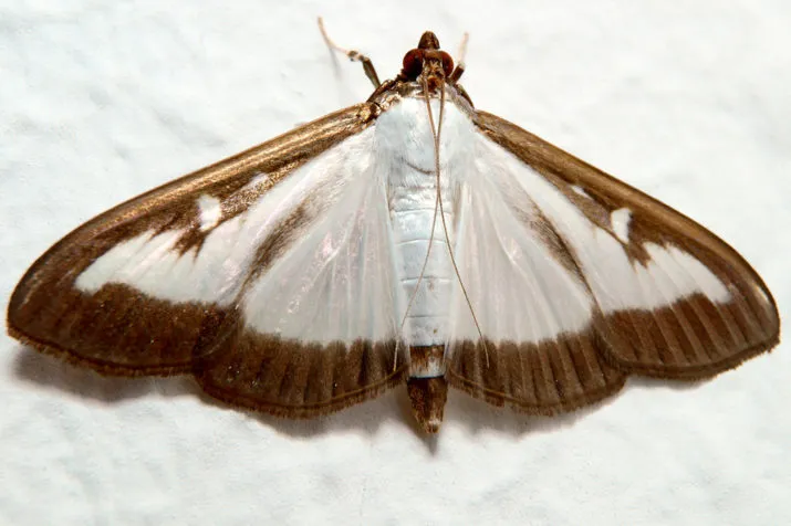 cydalima perspectalis 011997 resized e1501663021787