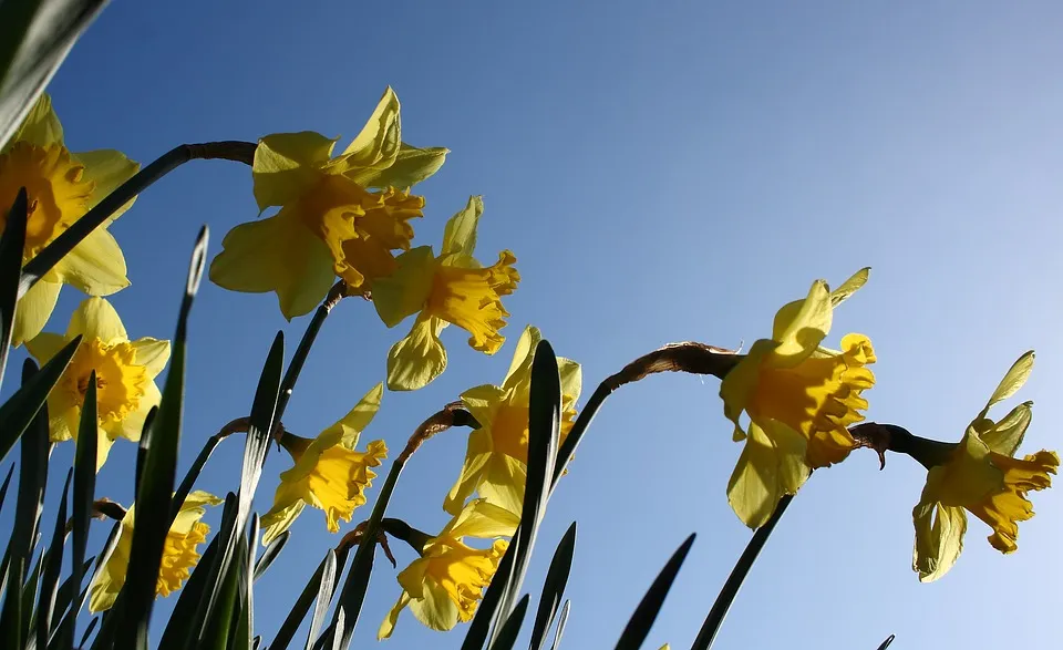 daffodil 1342274 960 720