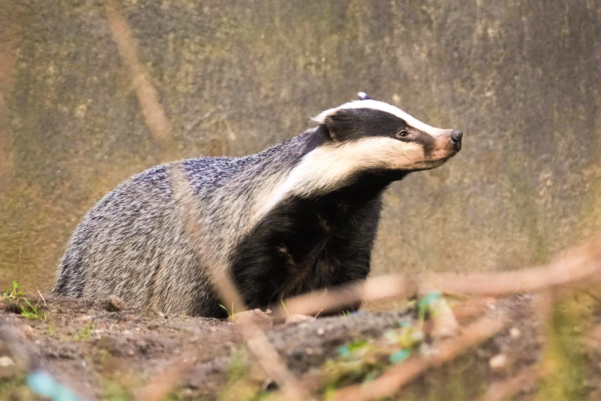 das timo verkent het buitenverblijf