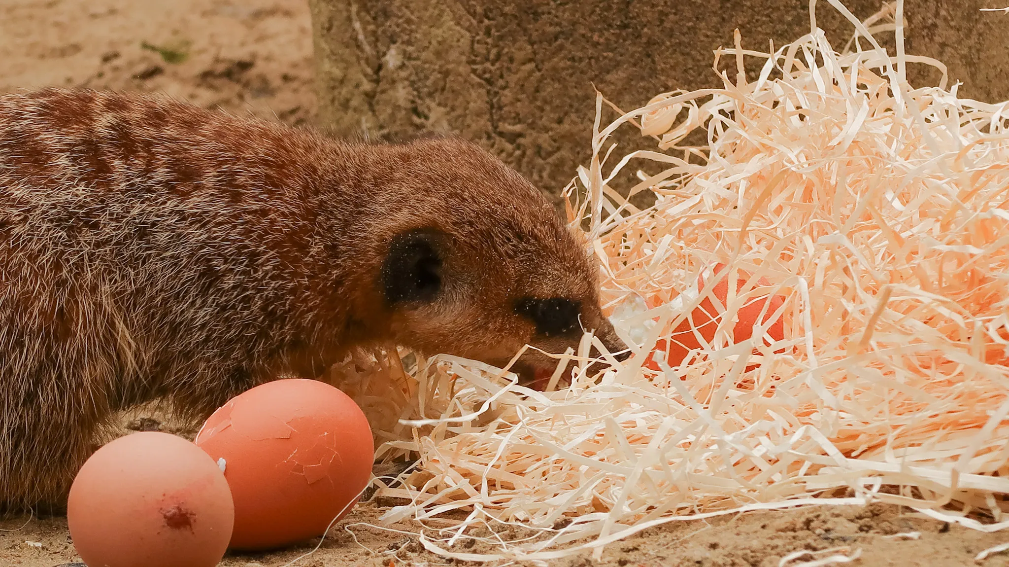 de eieren waren verstopt in het houtwol waar zij s ochtends mee werden verrast