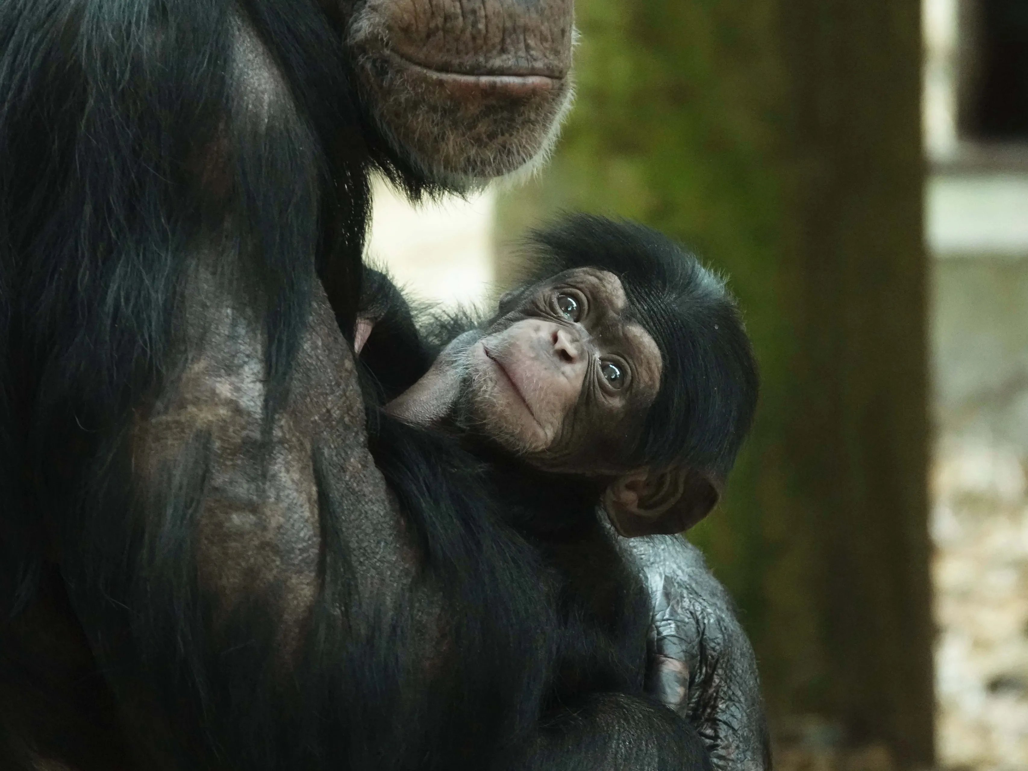 de huidskleur van madu is een stuk lichter dan van de volwassen chimpansees