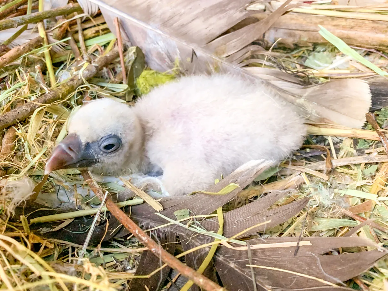 de jonge gieren en de andere eieren zijn te bewonderen in dierenpark amersfoort