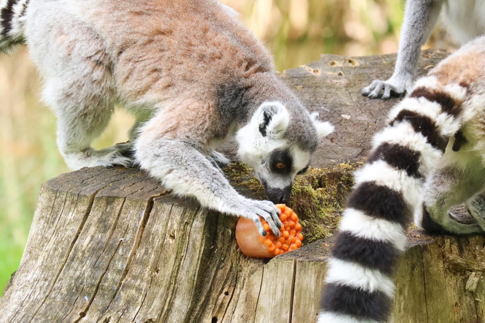 de makis likken op hun gemak aan de ijsjes op in de zon