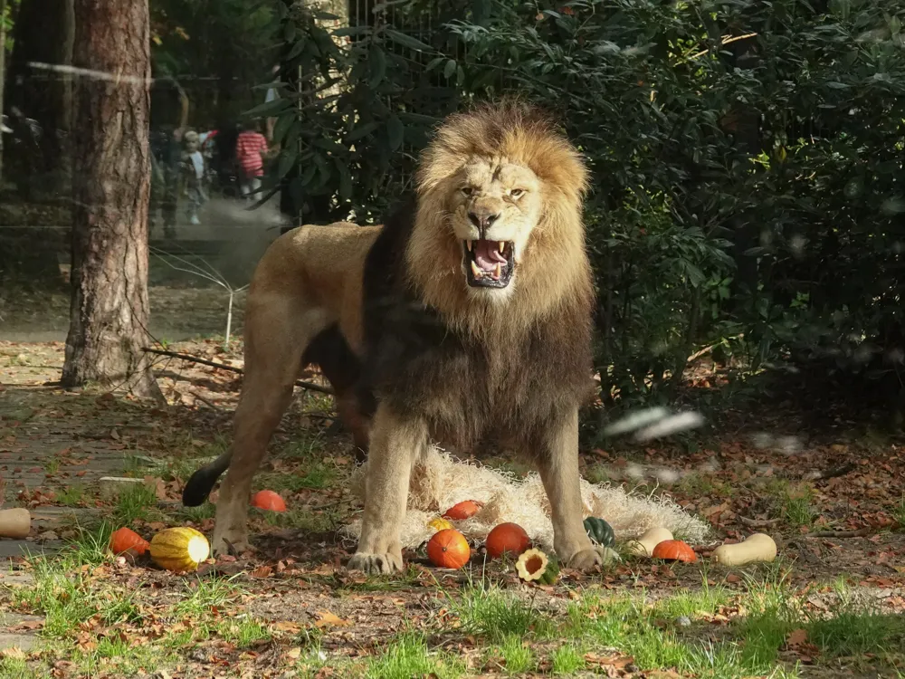 de meeste andere dierbewoners vinden de komende dagen ook een halloweenverrassing in hun verblijf