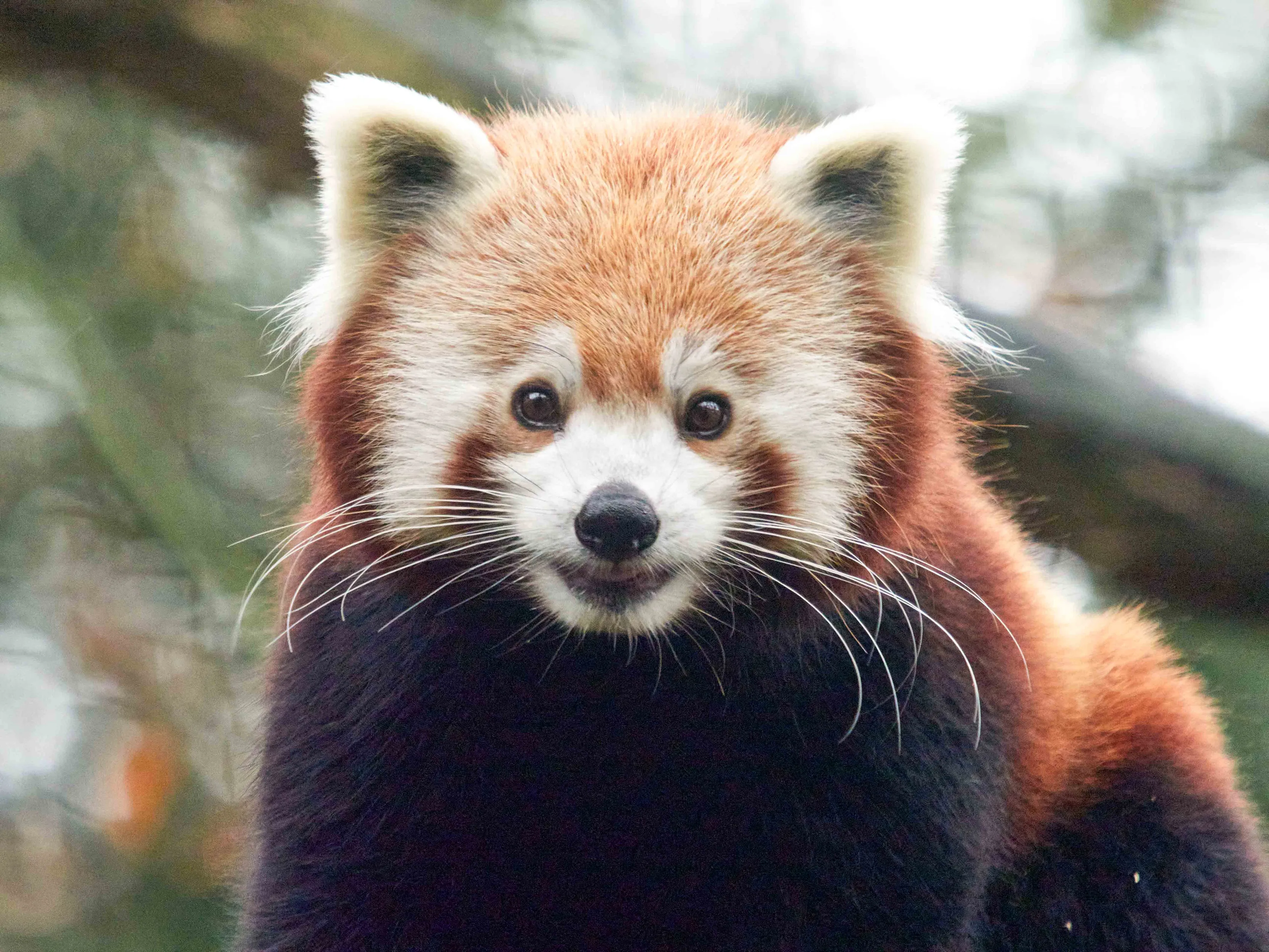 de natuurorganisatie die de rode panda in nepal beschermt komt als winnaar uit de bus na de stemmentelling in dierenpark amersfoort