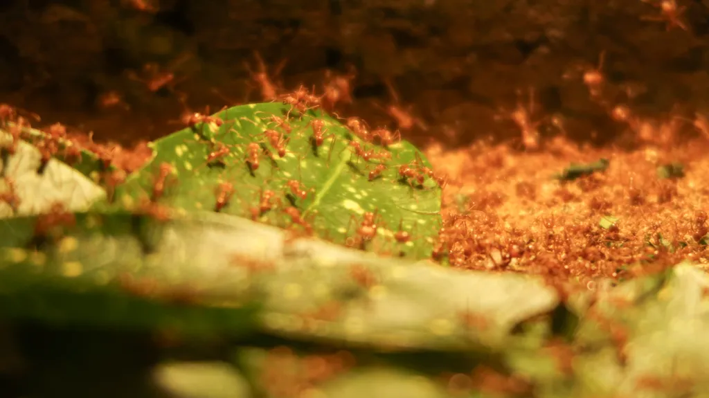 de nieuwe kolonie bestaat uit duizenden werksters soldaten en een koningin