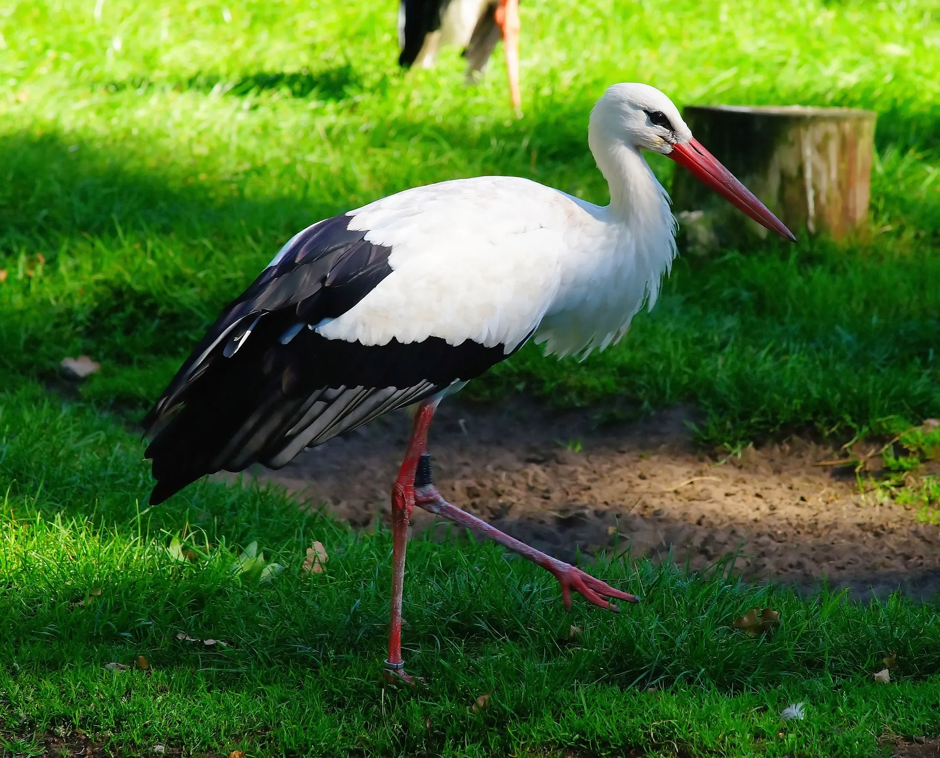 de ooievaar