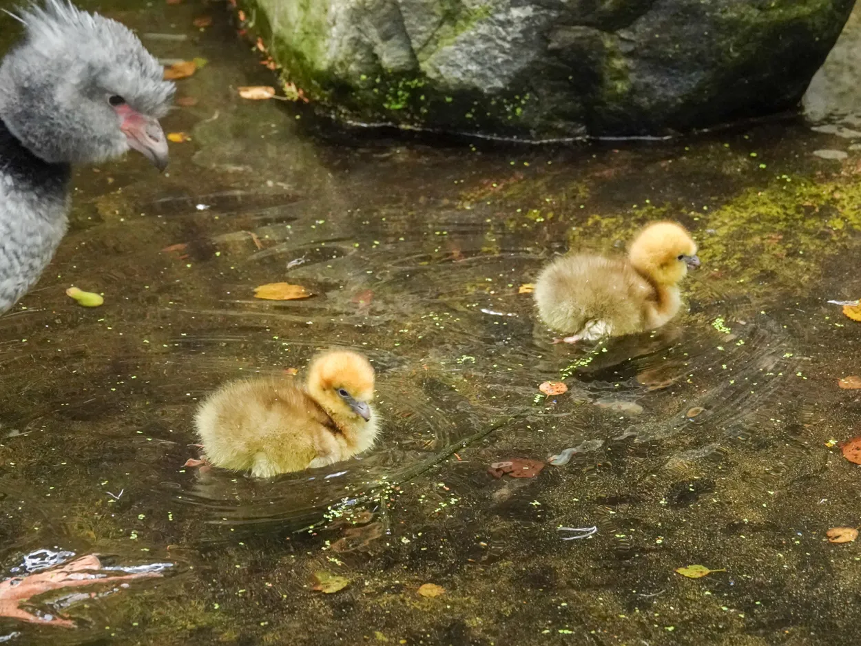 de ouders vetten de donsveren in waardoor hun zachte goudgele verenkleed waterdicht is