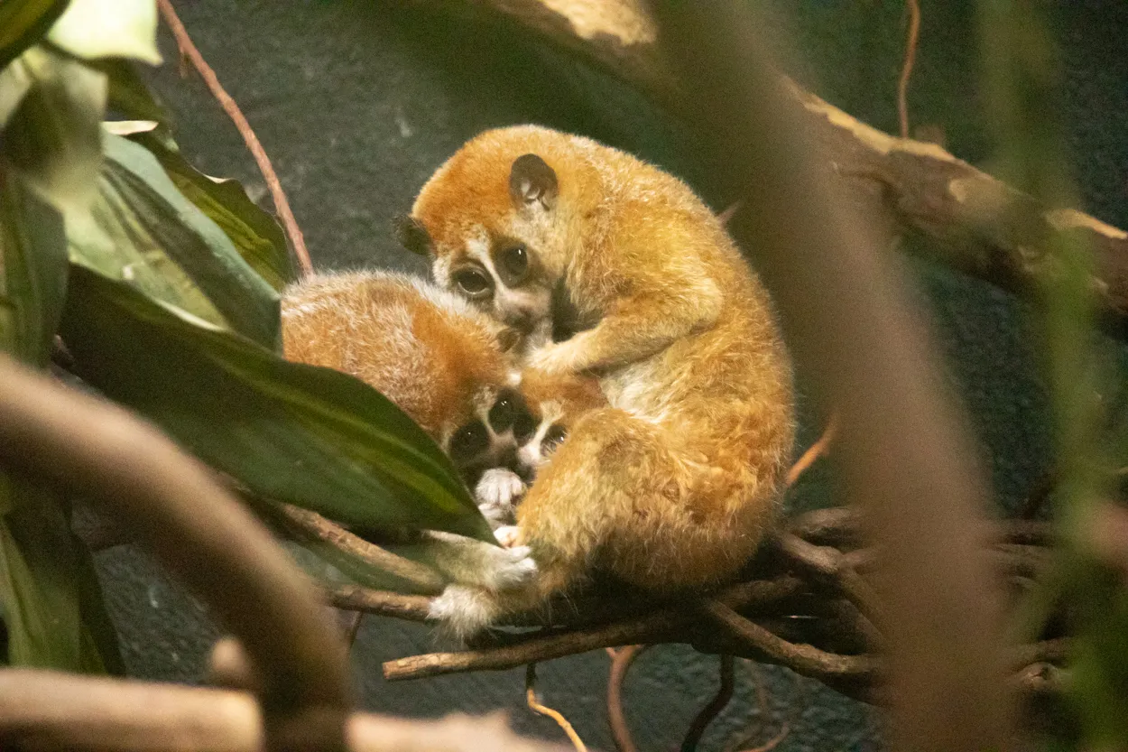 de plompe lori tweeling leeft samen met hun moeder in de bomen van de nacht