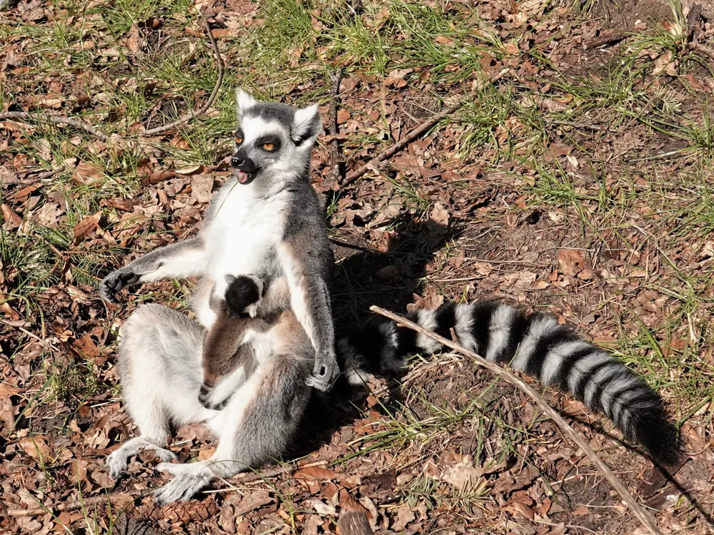 de ringstaartmaki komt in het wild alleen voor op madagaskar een eiland bij de kust van zuid afrika