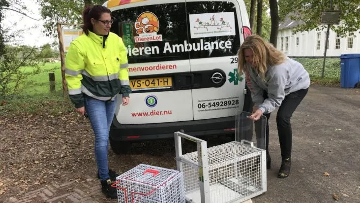 dierenambu 2