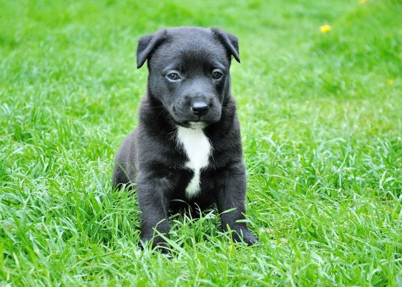 dog 280332 1280 e1538665210137
