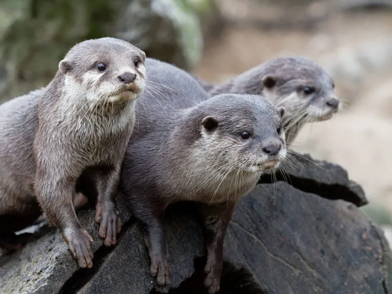 drie otters in dierenpark amersfoort e1553626553126