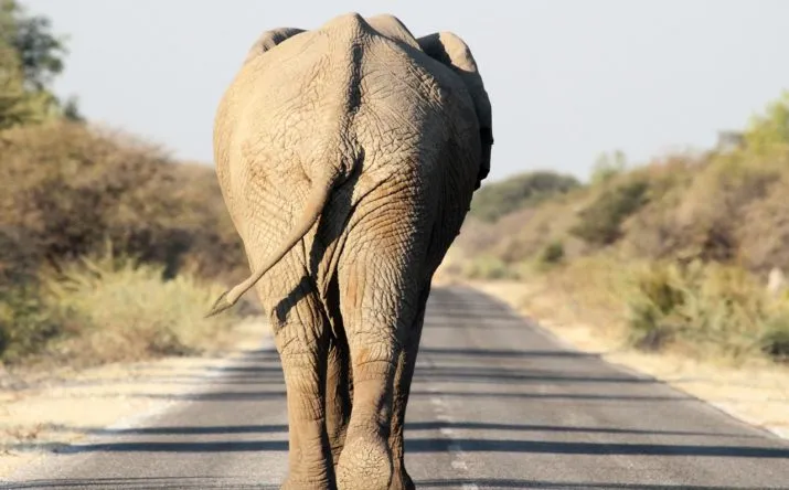 elephant 1191878 1280 e1486835649364