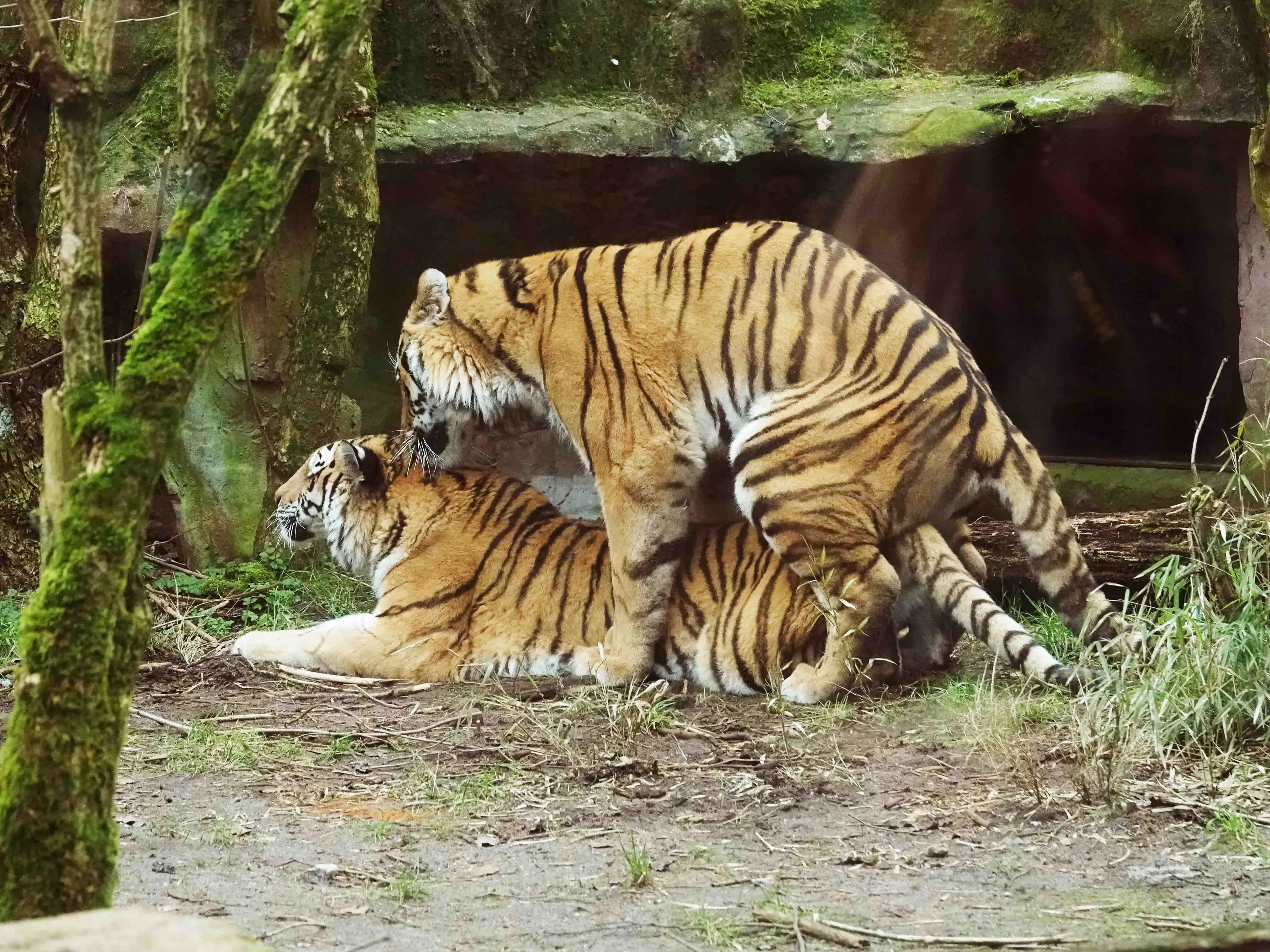 er hebben meerdere dekkingen plaatsgevonden tussen siberische tijgers angara en krai