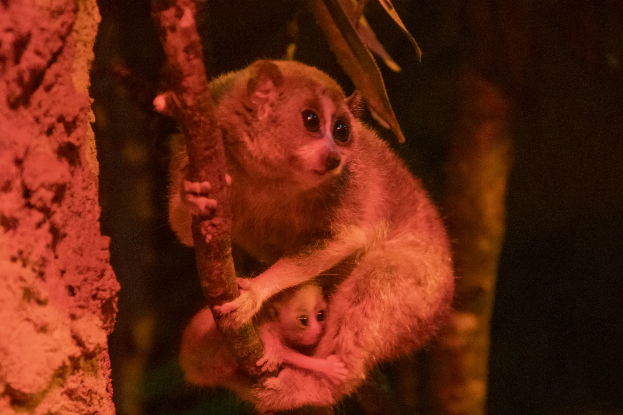 er zijn twee plompe loris geboren in dierenpark amersfoort