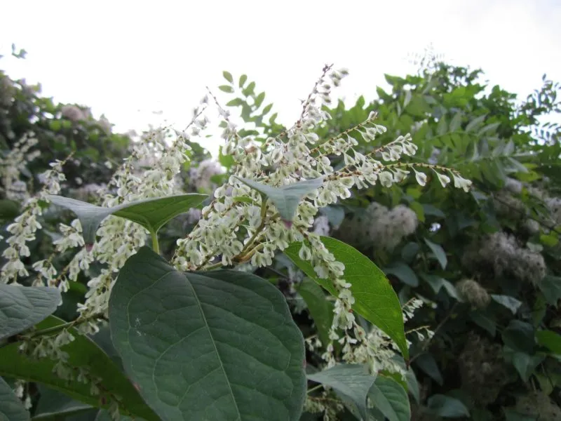 fallopia japonica 844620 1920 e1606071538140