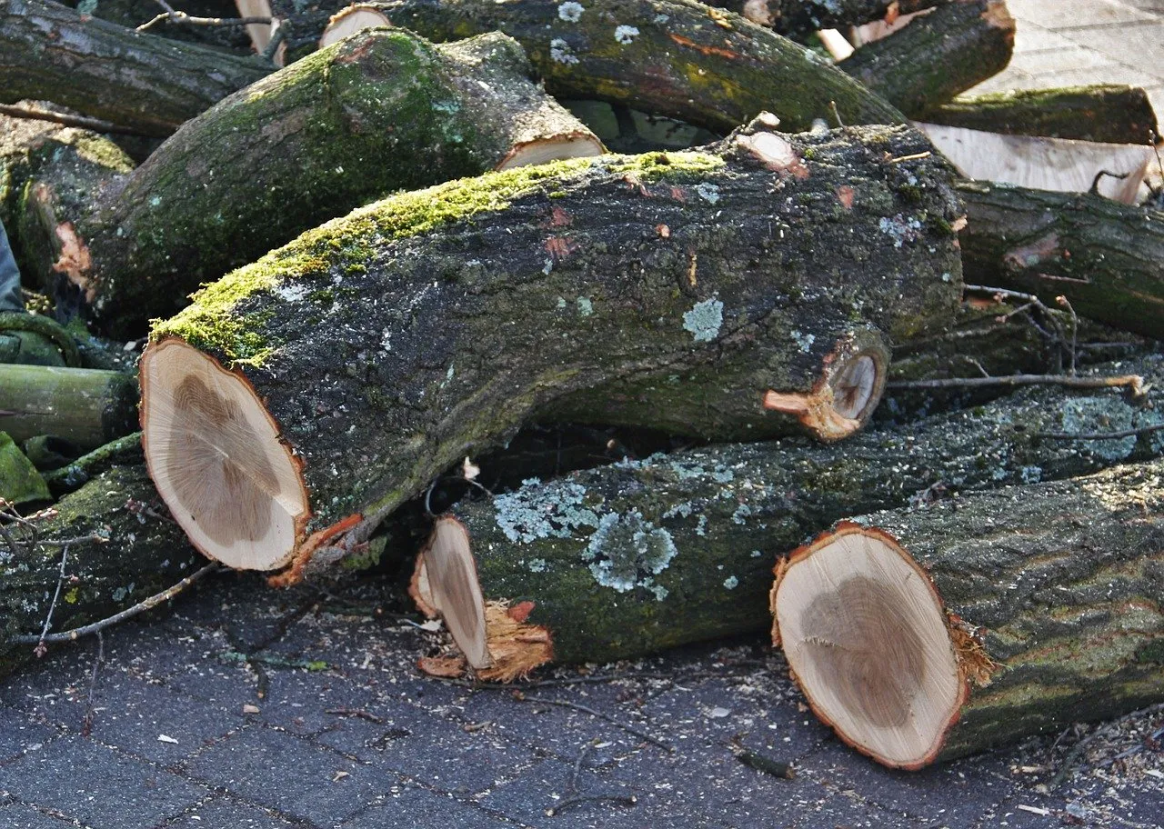 felled tree trunks 1100515 1280