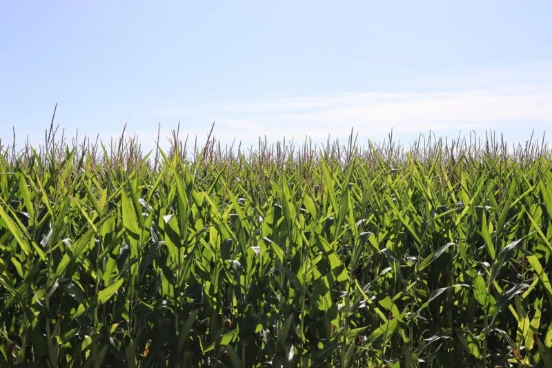 field 5037944 1920 e1606152735317