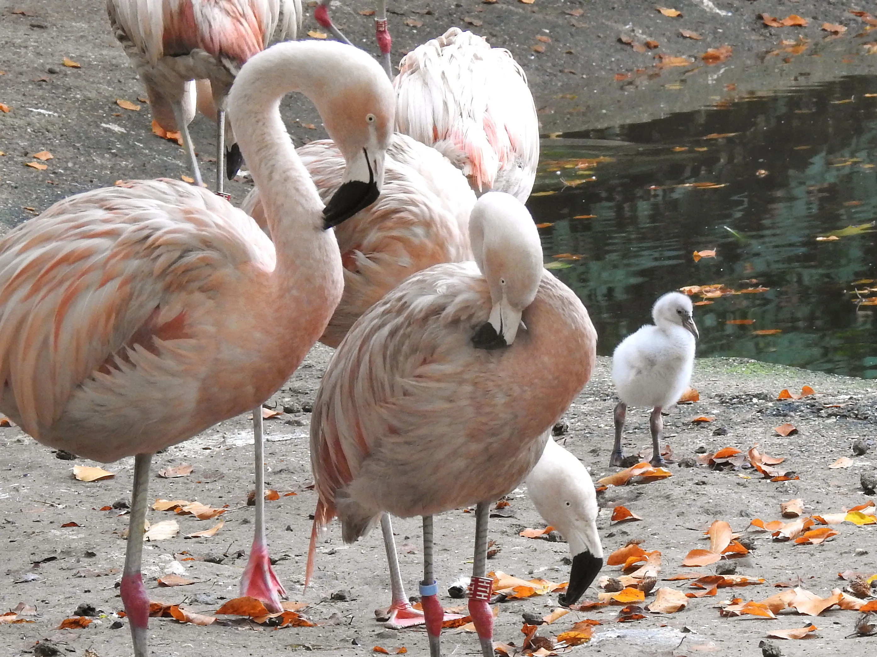 flamingokuiken loopt buiten 4