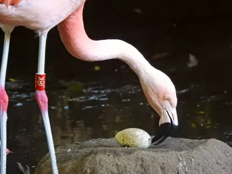 flamingos verrast door nep ei e1596723407444