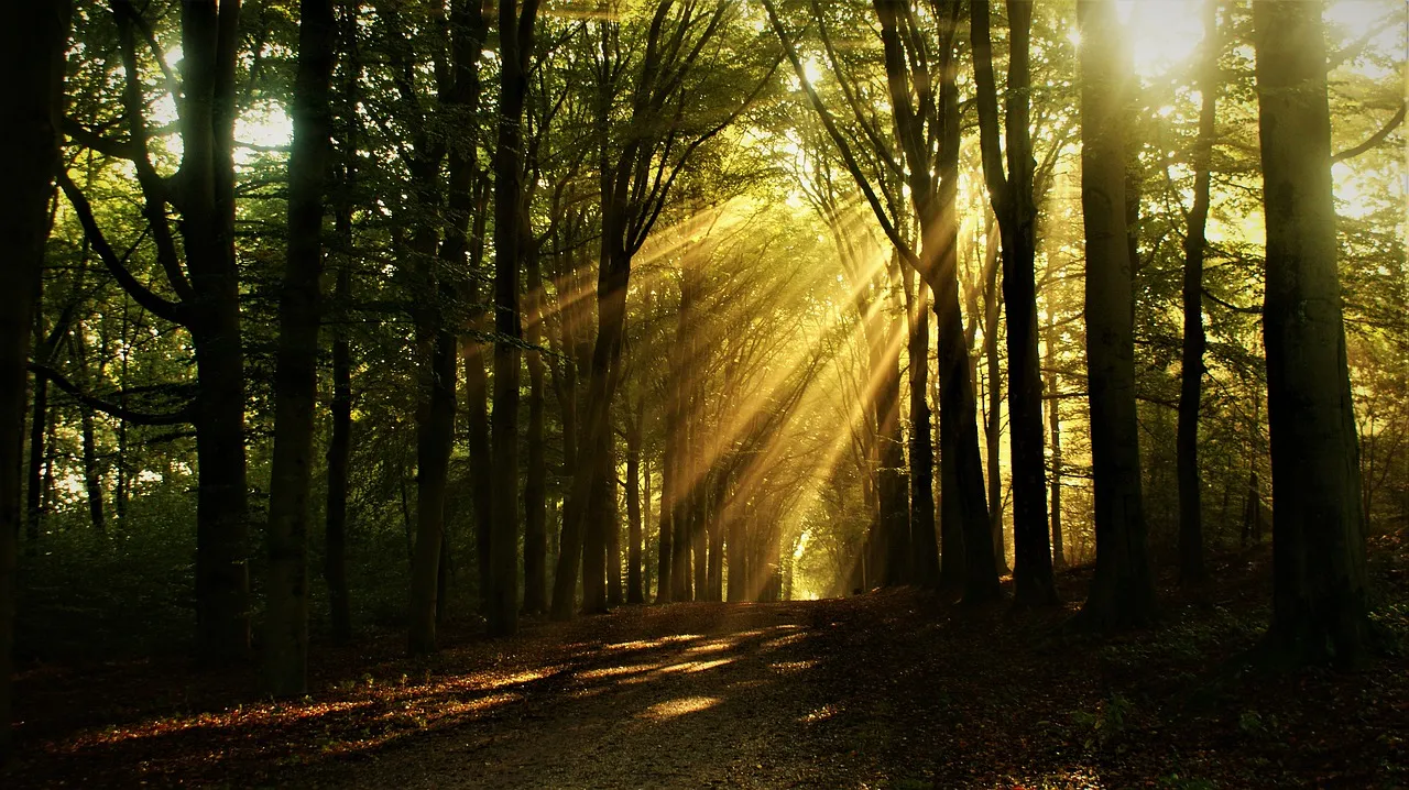 forest g729109422 1280