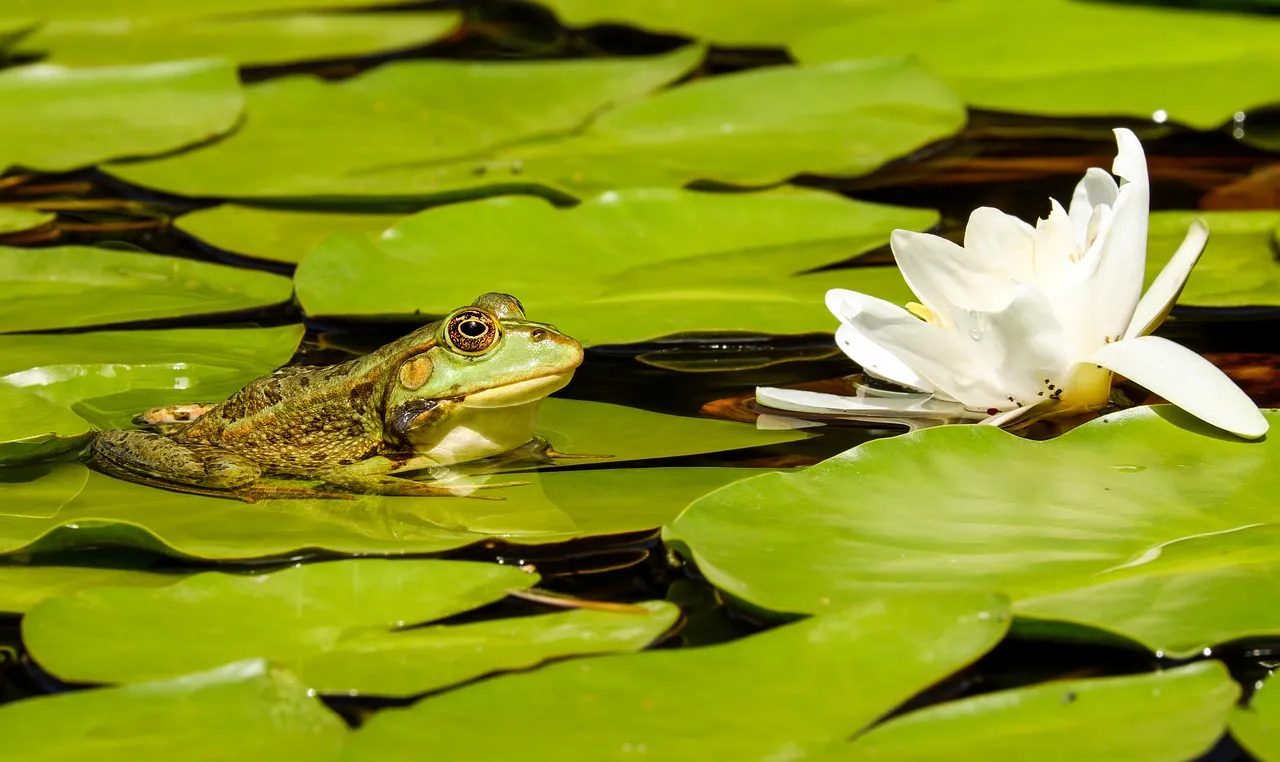 frog 2504507 1280