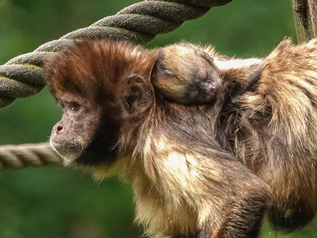 geelborstkapucijnaapje geboren in dierenpark amersfoort