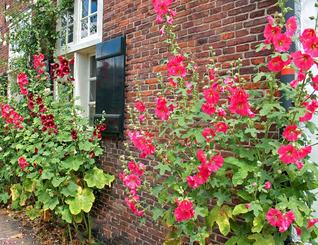 geveltuintje met de buren 1 e1558429174563