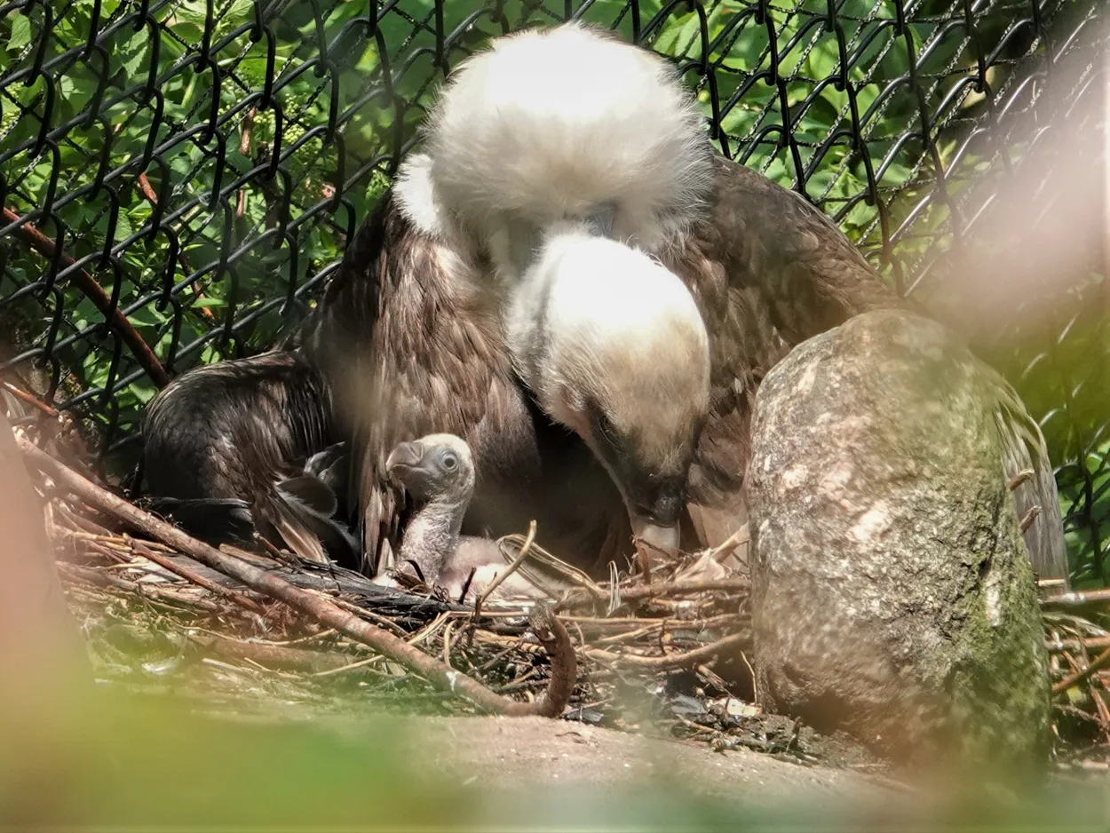 gierenkuiken succesvol geadopteerd in dierenpark amersfoort