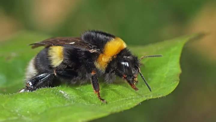 grote veldhommel tim faasen