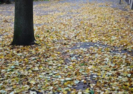 herfstbladeren20straat jpg