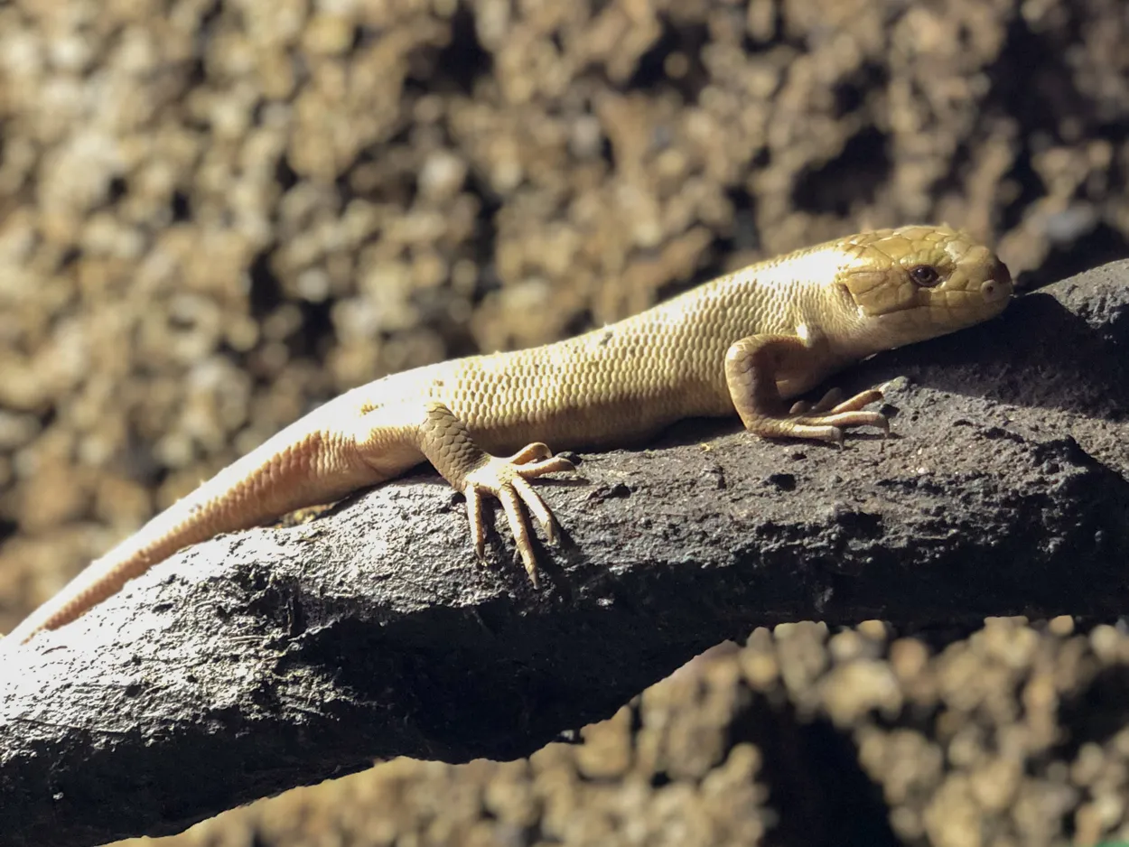 het jong is de achtste skink in het honderdduizend dierenhuis