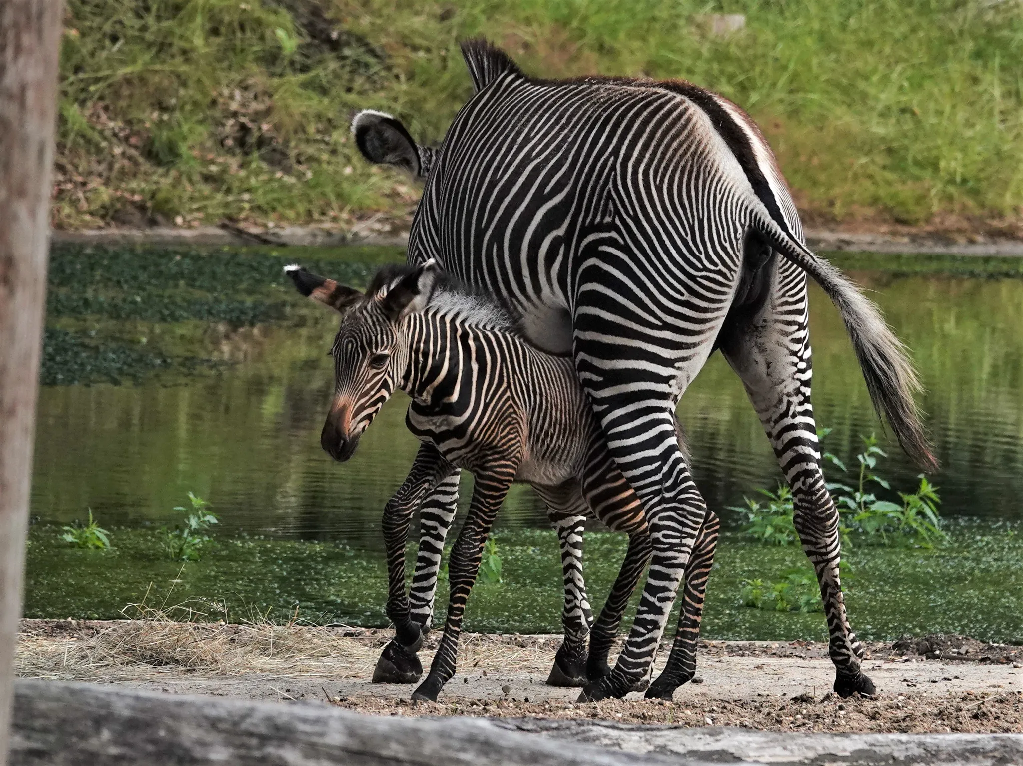 het zebraveulen dat in juni in dierenpark amersfoort is geboren is een vrouwtje en heeft de naam zuri gekregen